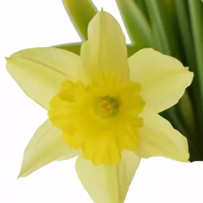 Narcis DUTCH MASTER 52cm/75g