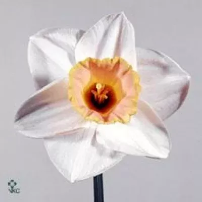 Narcis G SALOME 32cm / 10g