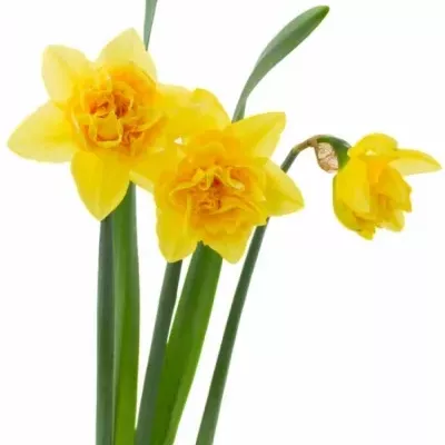 NARCIS GOLDEN DUCAT