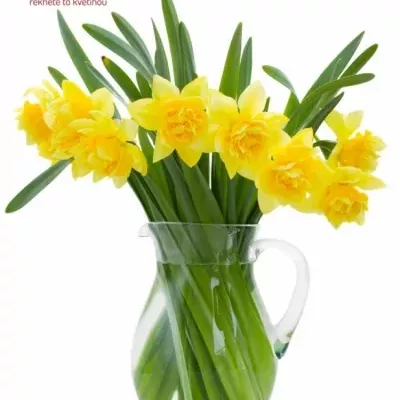 Narcis plnokvetý DICK Wilden