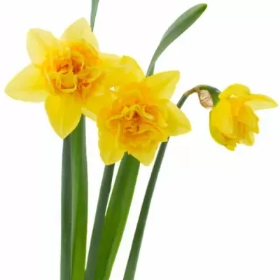 Narcis plnokvětý DICK WILDEN 25cm/12g