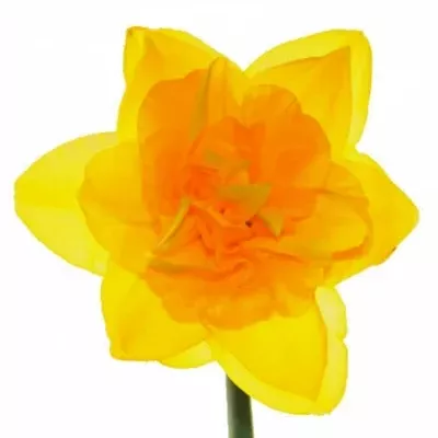 Narcis plnokvetý DICK Wilden