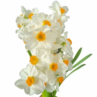 Narcis TA GERANIUM 46cm/30g