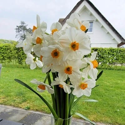 Narcis TA GERANIUM 46cm/30g