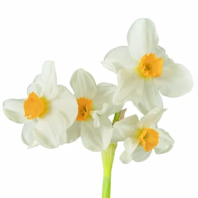 Narcis TA GERANIUM 46cm/30g