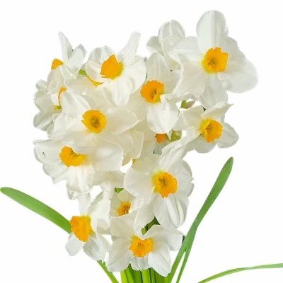 Narcis TA GERANIUM 46cm/30g