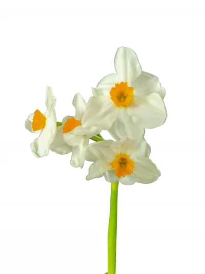Narcis TA GERANIUM 46cm/30g