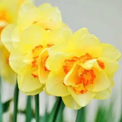 Narcis TAHITI 48cm/45g