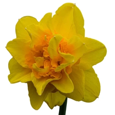 Narcis DOUBLE TAHITI 30cm/10g
