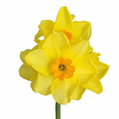 Narcis TAZETTA MARTINETTE 46cm/26g