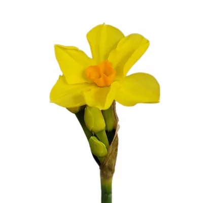 Narcis TAZETTA MARTINETTE