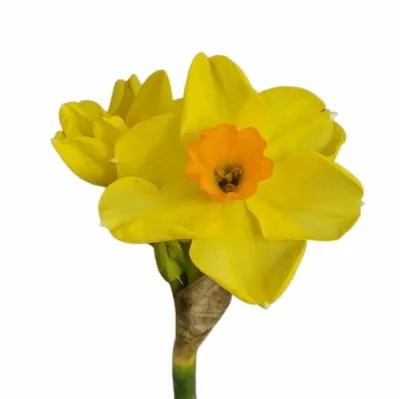 Narcis TAZETTA MARTINETTE