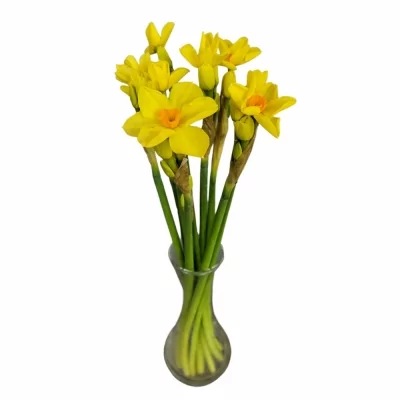 Narcis TAZETTA MARTINETTE