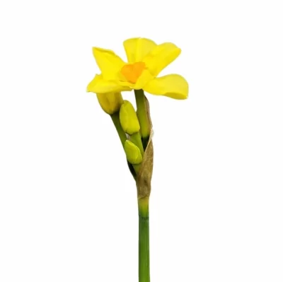 Narcis TAZETTA MARTINETTE