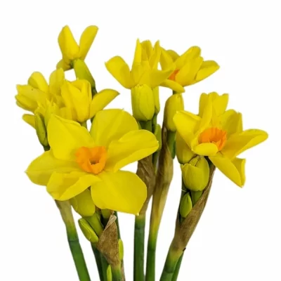 Narcis TAZETTA MARTINETTE