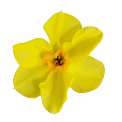 Narcis TAZETTA MARTINETTE