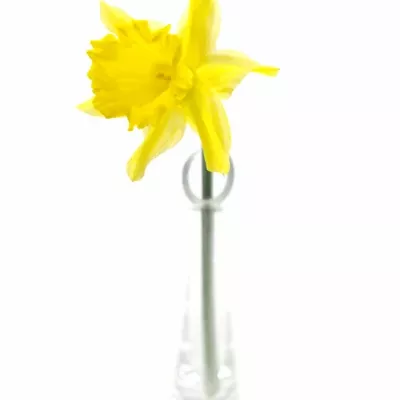 NARCISSUS BL GOLDEN HARVEST