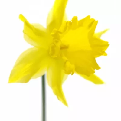 NARCISSUS BL GOLDEN HARVEST