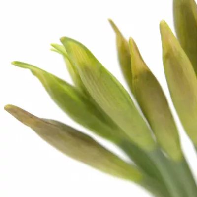 NARCISSUS BL GOLDEN HARVEST