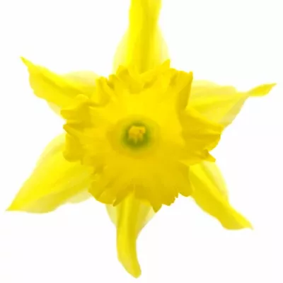 NARCISSUS BL GOLDEN HARVEST