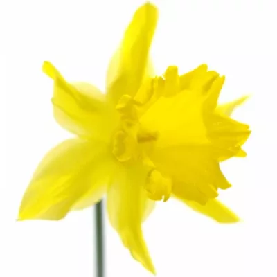 NARCISSUS BL GOLDEN HARVEST