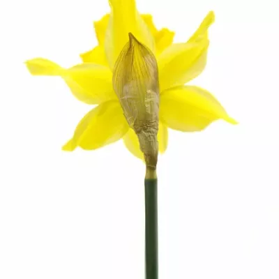 NARCISSUS BL GOLDEN HARVEST