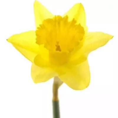 Narcis FORTUNE 32cm/9g