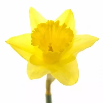 NARCISSUS FORTUNE 