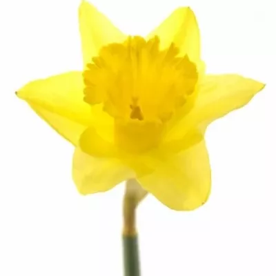 NARCISSUS FORTUNE 