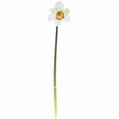 NARCISSUS PINK CHARM 46cm/28g