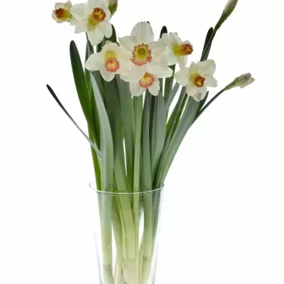NARCISSUS PINK CHARM 46cm / 28g