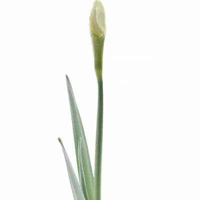 NARCISSUS PINK CHARM 46cm / 28g