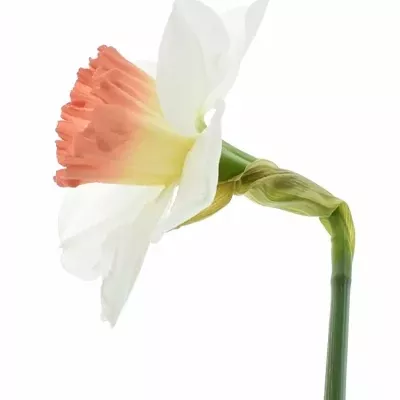 NARCISSUS PINK CHARM 46cm / 28g