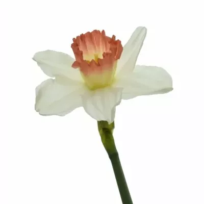 NARCISSUS PINK CHARM 46cm/28g