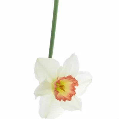 NARCISSUS PINK CHARM 46cm / 28g
