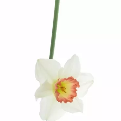 NARCISSUS PINK CHARM 46cm/28g