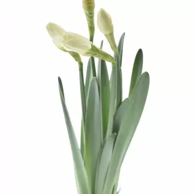 NARCISSUS PINK CHARM 46cm / 28g