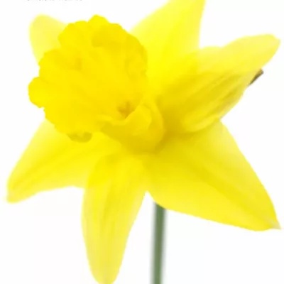 NARCISSUS STANDARD VALUE