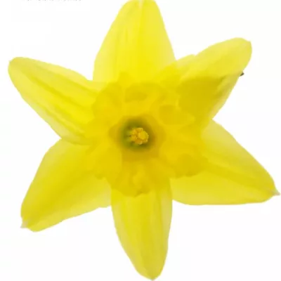 NARCISSUS STANDARD VALUE