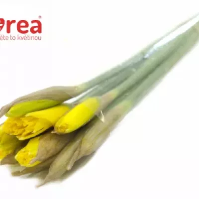 NARCISSUS STANDARD VALUE