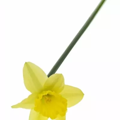 NARCISSUS TAMARA 30cm/10g