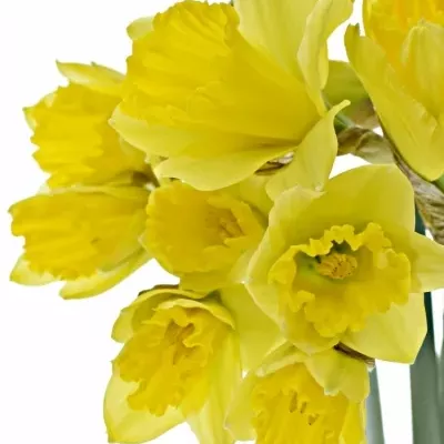 NARCISSUS TAMARA 30cm/10g