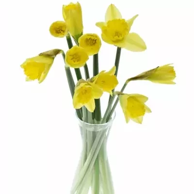 NARCISSUS TAMARA 30cm/10g