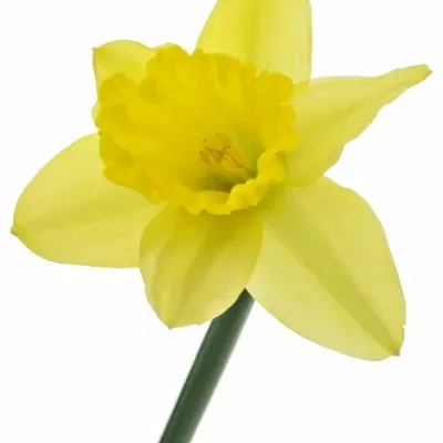 NARCISSUS TAMARA 30cm/10g