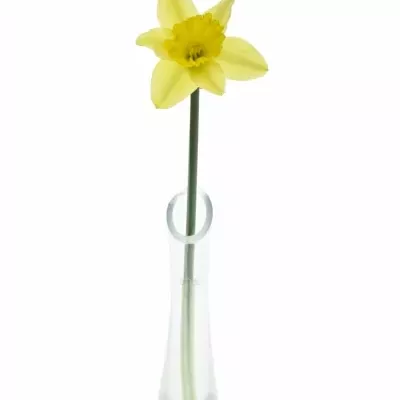 NARCISSUS TAMARA 30cm/10g