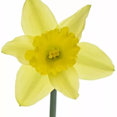 Narcis TAMARA 32cm/9g