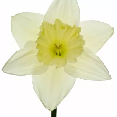 NARCISUSS ICE FOLLIES 30cm/8g
