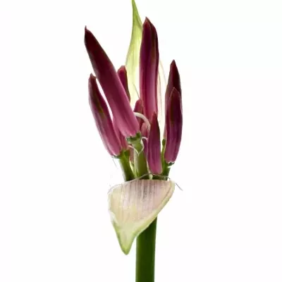 Nerine BO FAVORIET 50cm