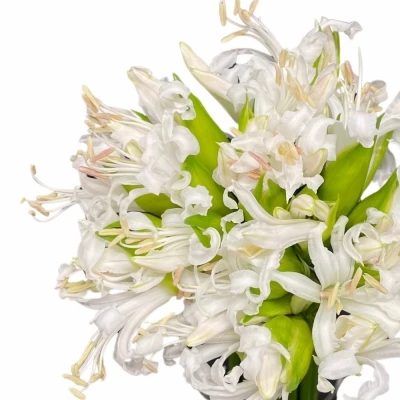 Nerine BOWDENII BIANCANEVE