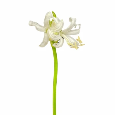 Nerine BOWDENII BIANCANEVE 50cm